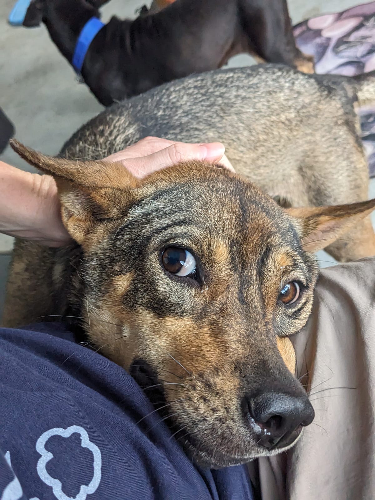 Dog shelter!