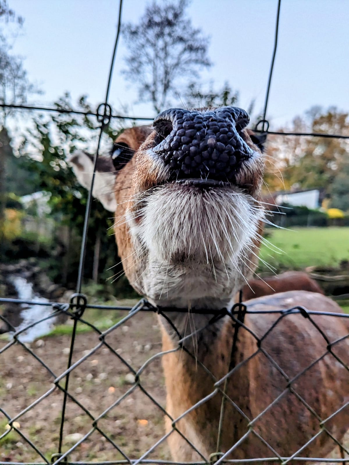 A visit to the deer (and alpacas, goats and wild boars)