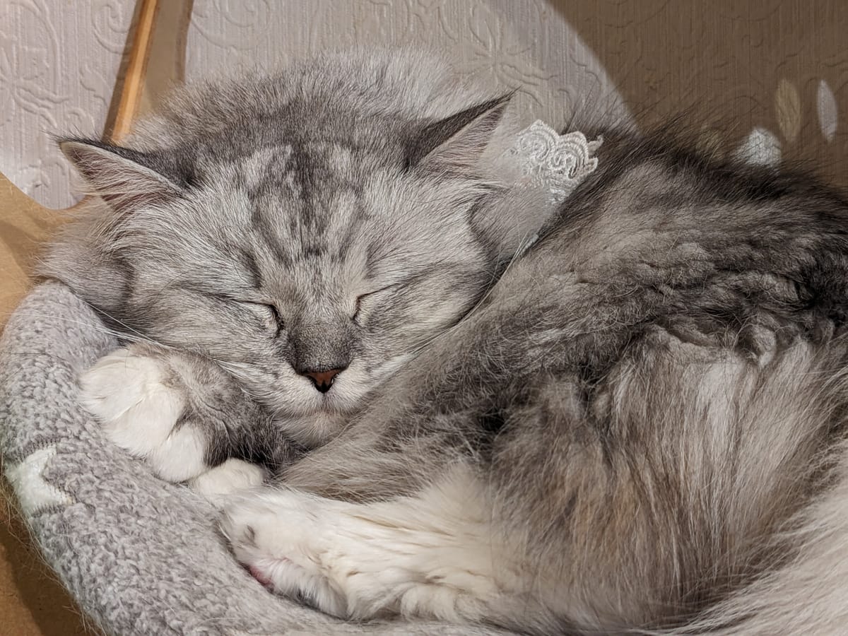 The Cat Cafe