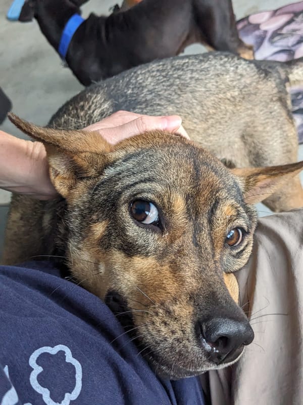 Dog shelter!