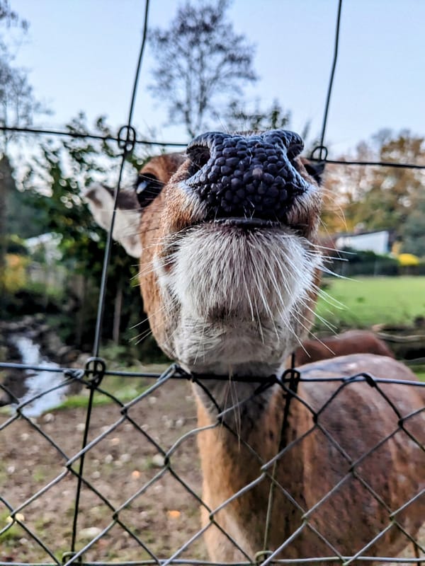 A visit to the deer (and alpacas, goats and wild boars)