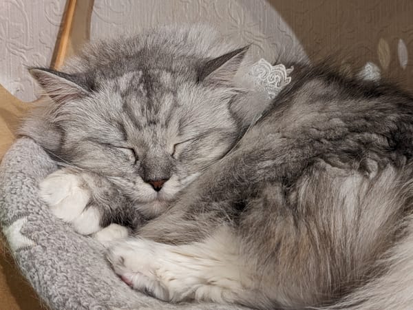 The Cat Cafe