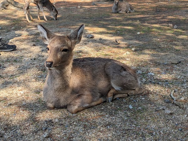Deer Park